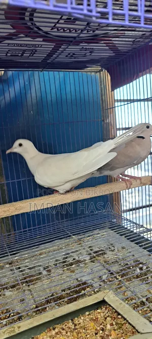 Australian Dove for Sale