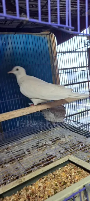 Australian Dove for Sale