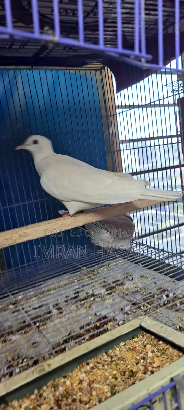 Australian Dove for Sale