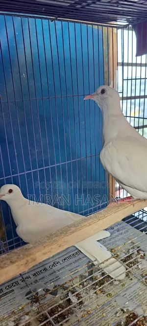 Australian Dove for Sale