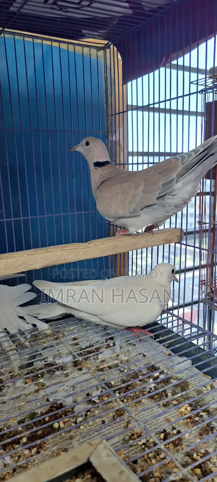 Australian Dove for Sale