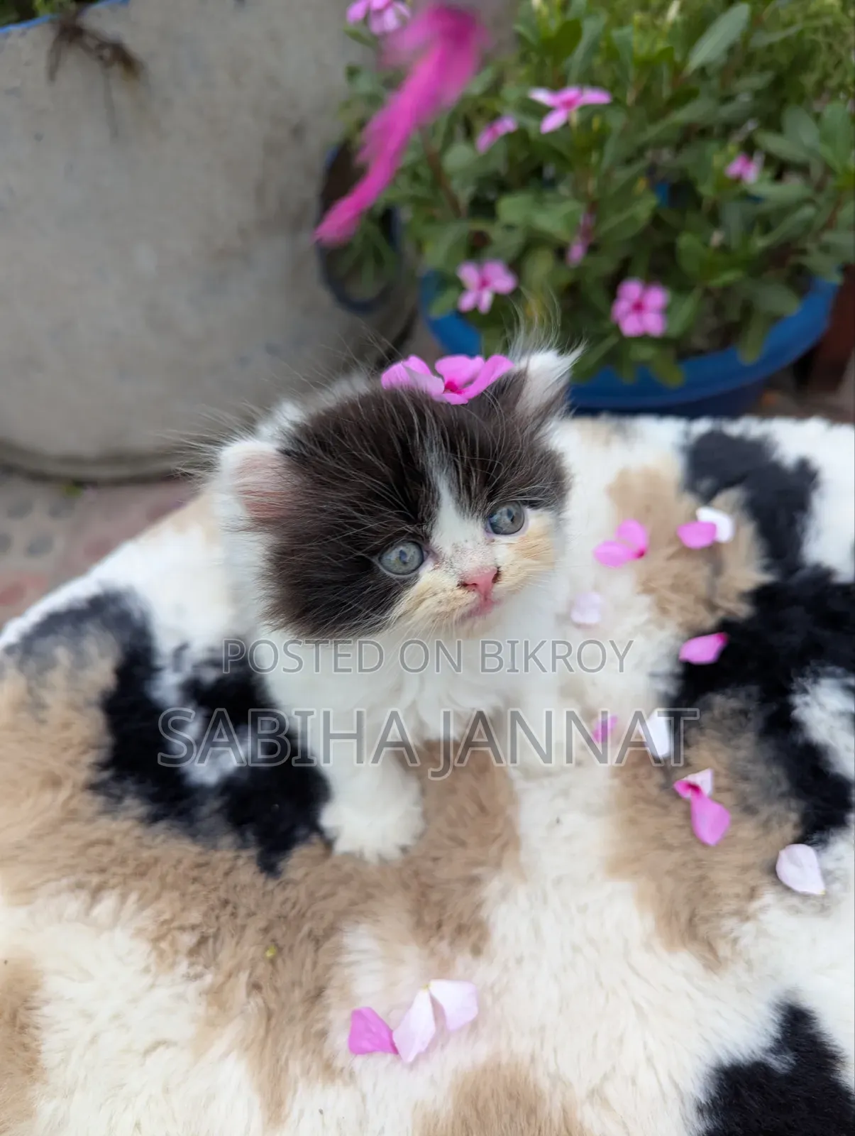1-3 months Female Purebred Persian