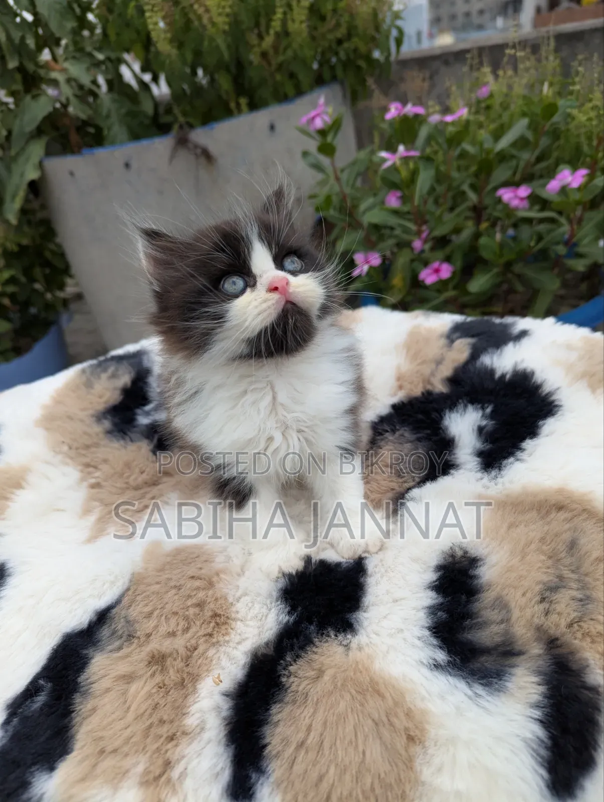 1-3 months Female Purebred Persian