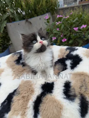 1-3 months Female Purebred Persian