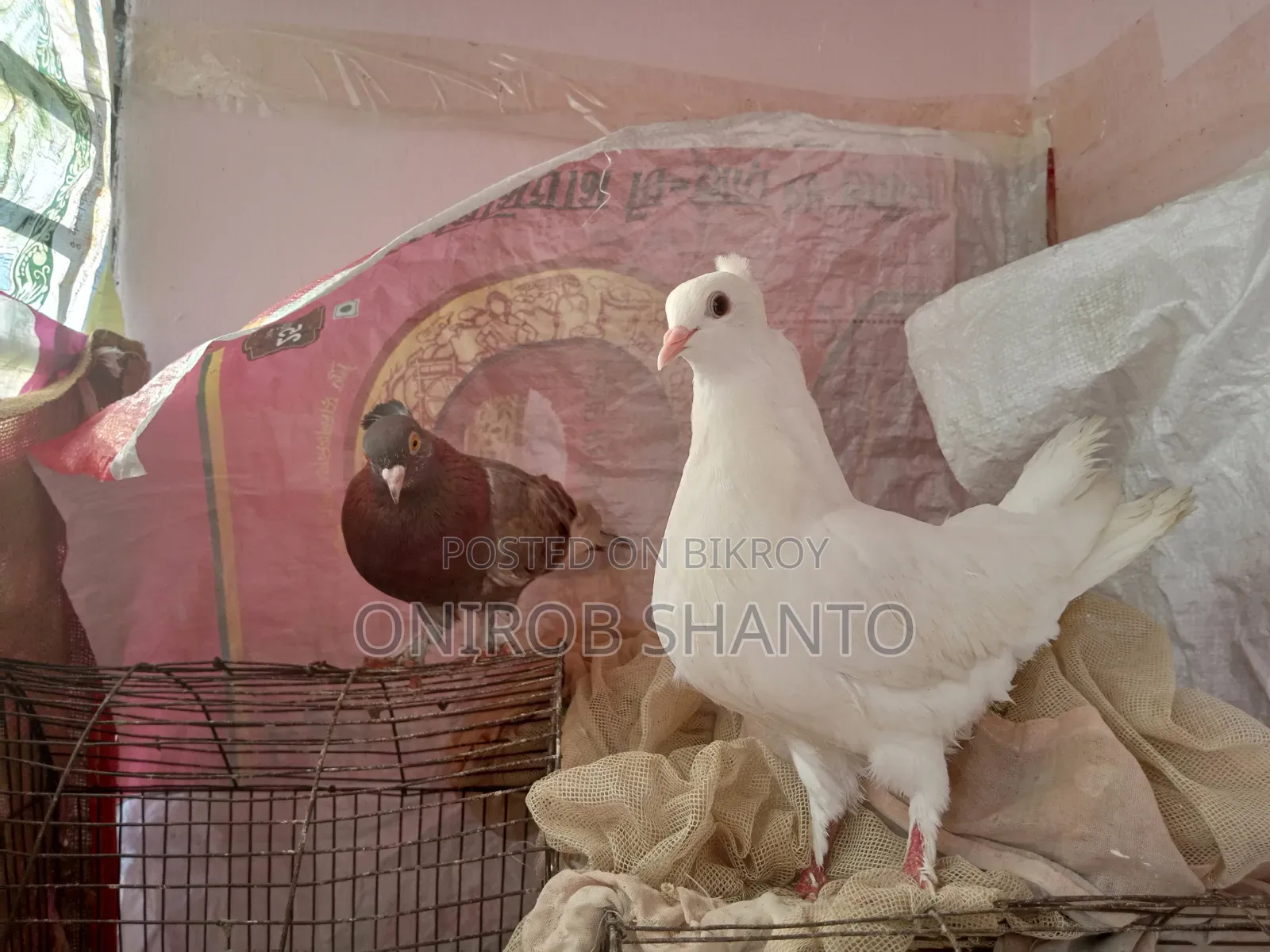 All pigeons for sale