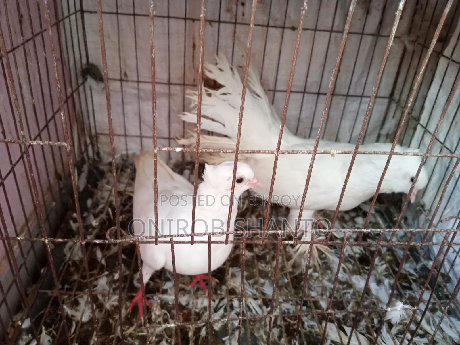 All pigeons for sale