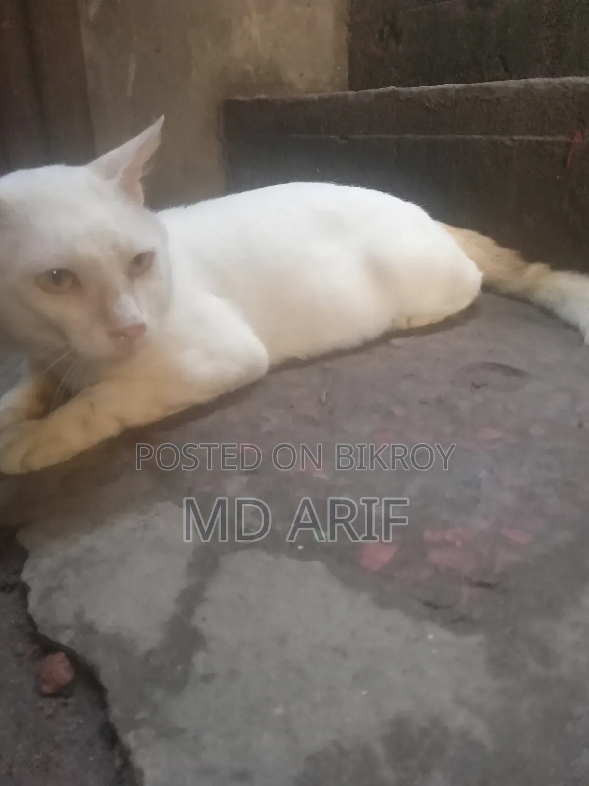 3-6 months Male Purebred Persian
