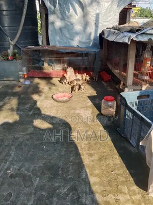 Local chicks for sale