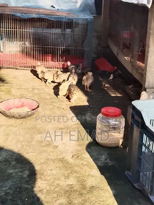 Local chicks for sale