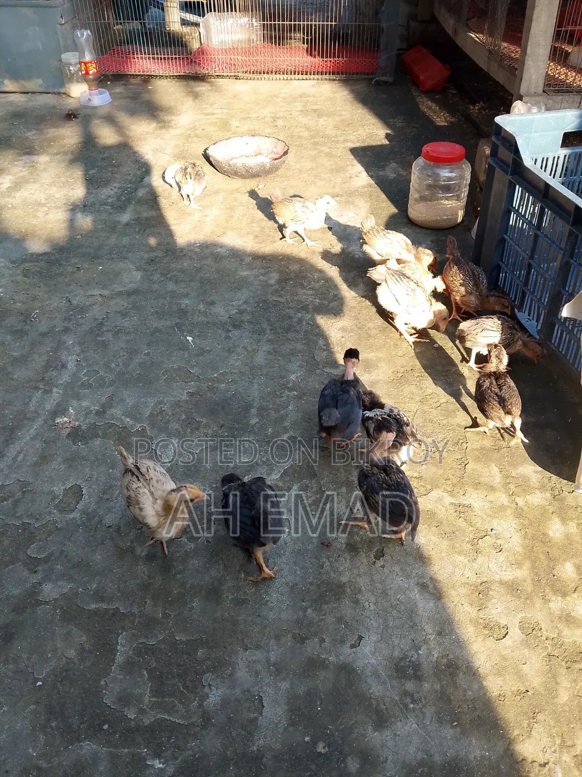 Local chicks for sale