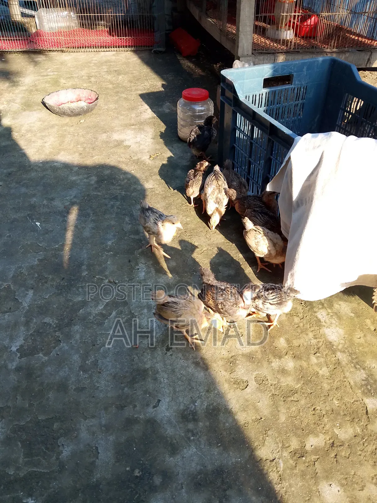 Local chicks for sale