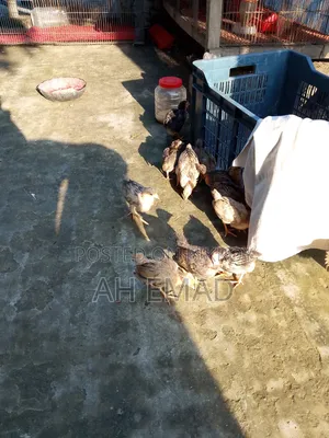 Local chicks for sale