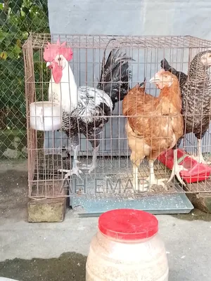Fayoumi Rooster for sale