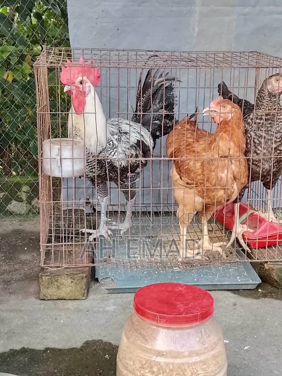 Fayoumi Rooster for sale
