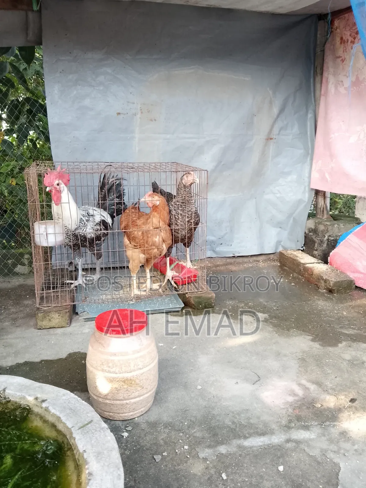 Fayoumi Rooster for sale