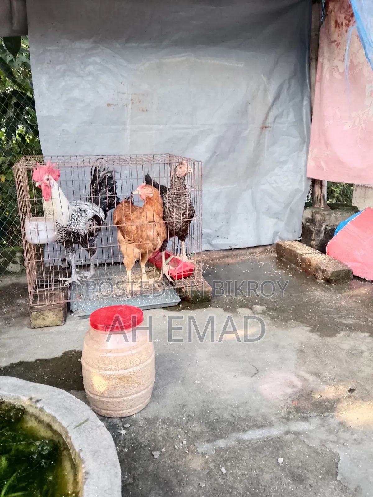 Fayoumi Rooster for sale