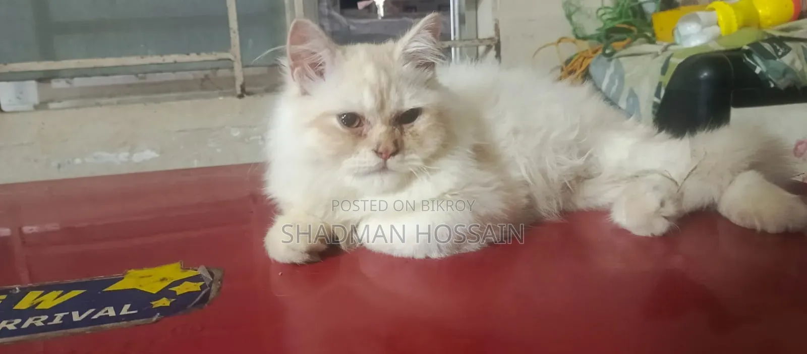 ১-৩ মাস বয়সী পুরুষ পিওরব্রেড পার্সিয়ান