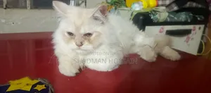 ১-৩ মাস বয়সী পুরুষ পিওরব্রেড পার্সিয়ান