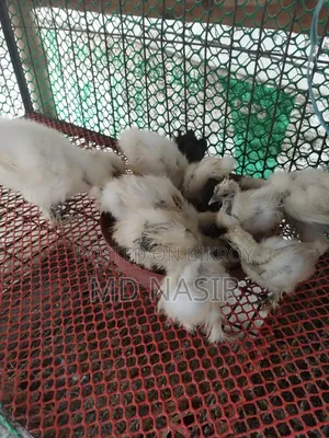 সিল্কি বাচ্চা বিক্রি হবে