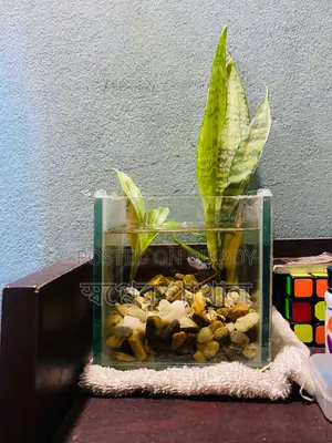 Fish With Aquarium