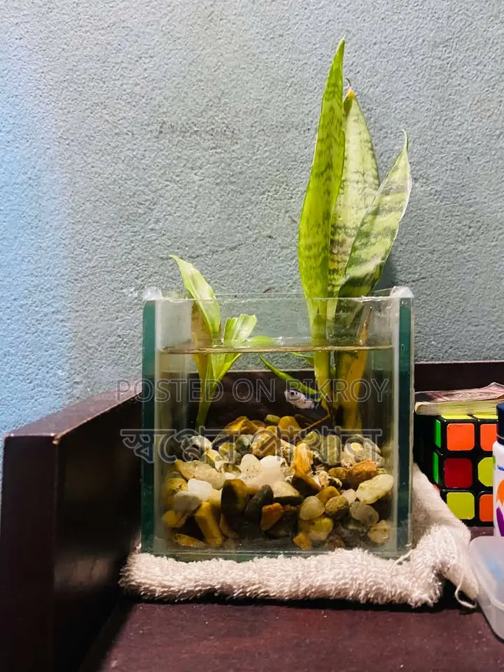 Fish With Aquarium