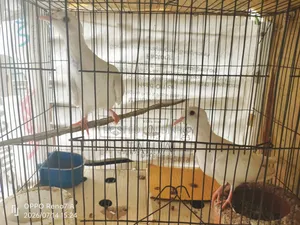 ঘুঘু পাখি
