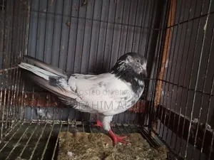 ভালো জাতের নর ওমাদি