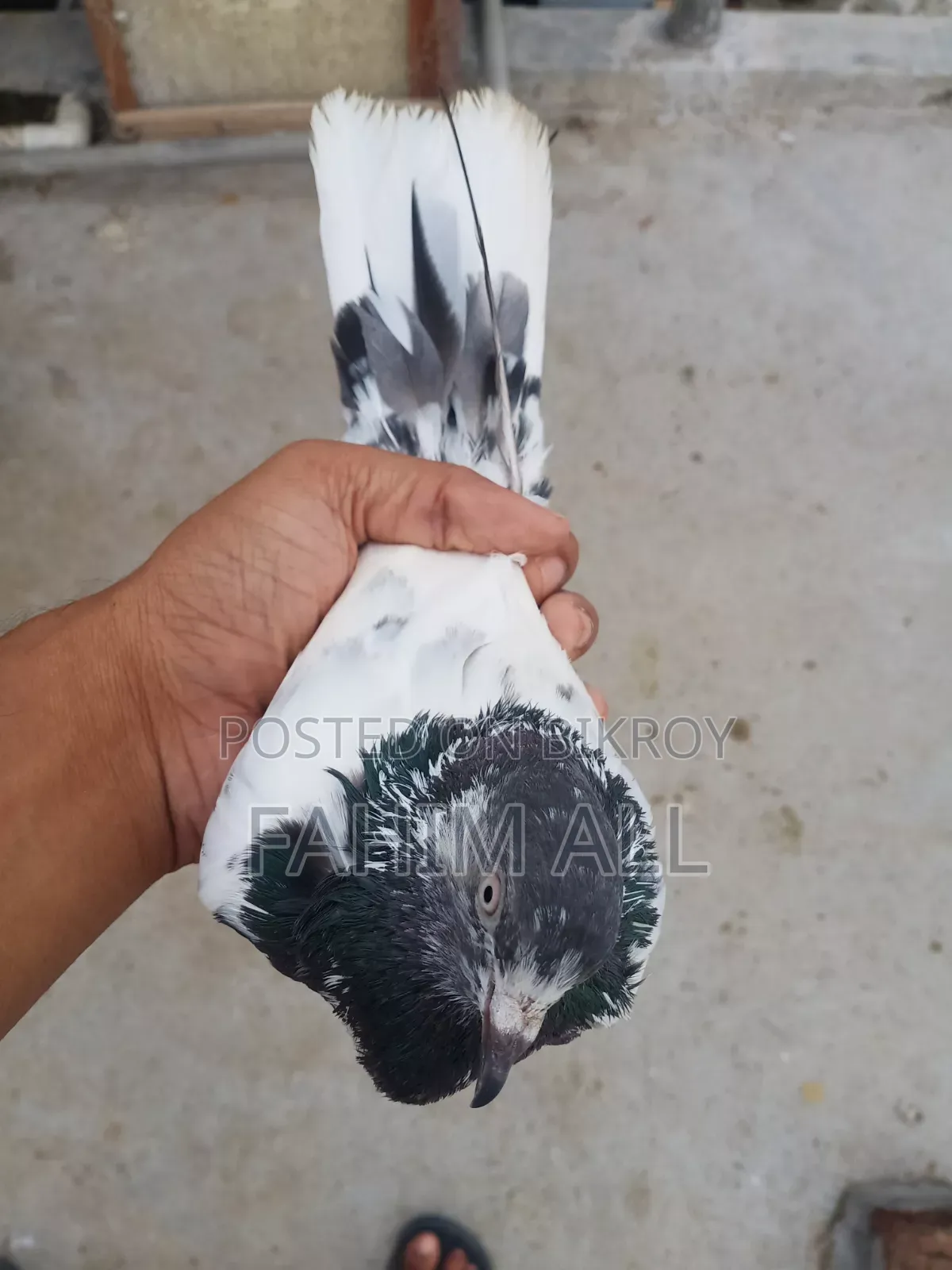 ভালো জাতের নর ওমাদি