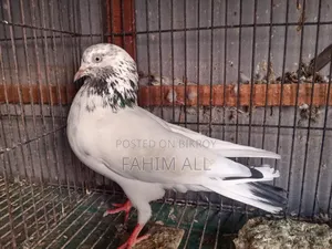 ভালো জাতের নর ওমাদি