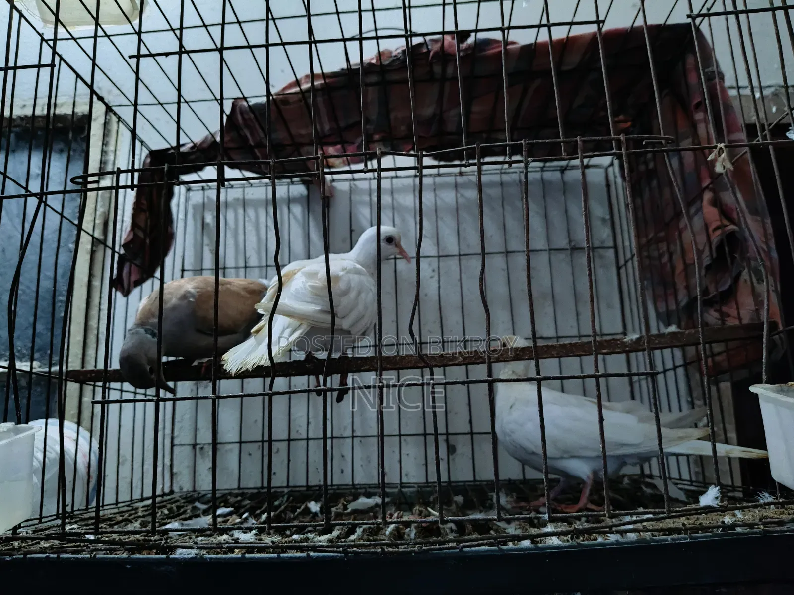 Pigeon Sale