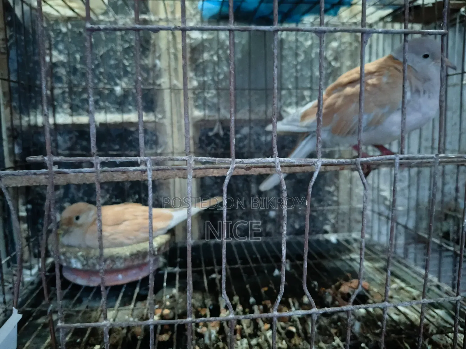 Pigeon Sale