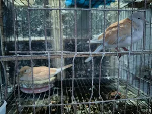Pigeon Sale