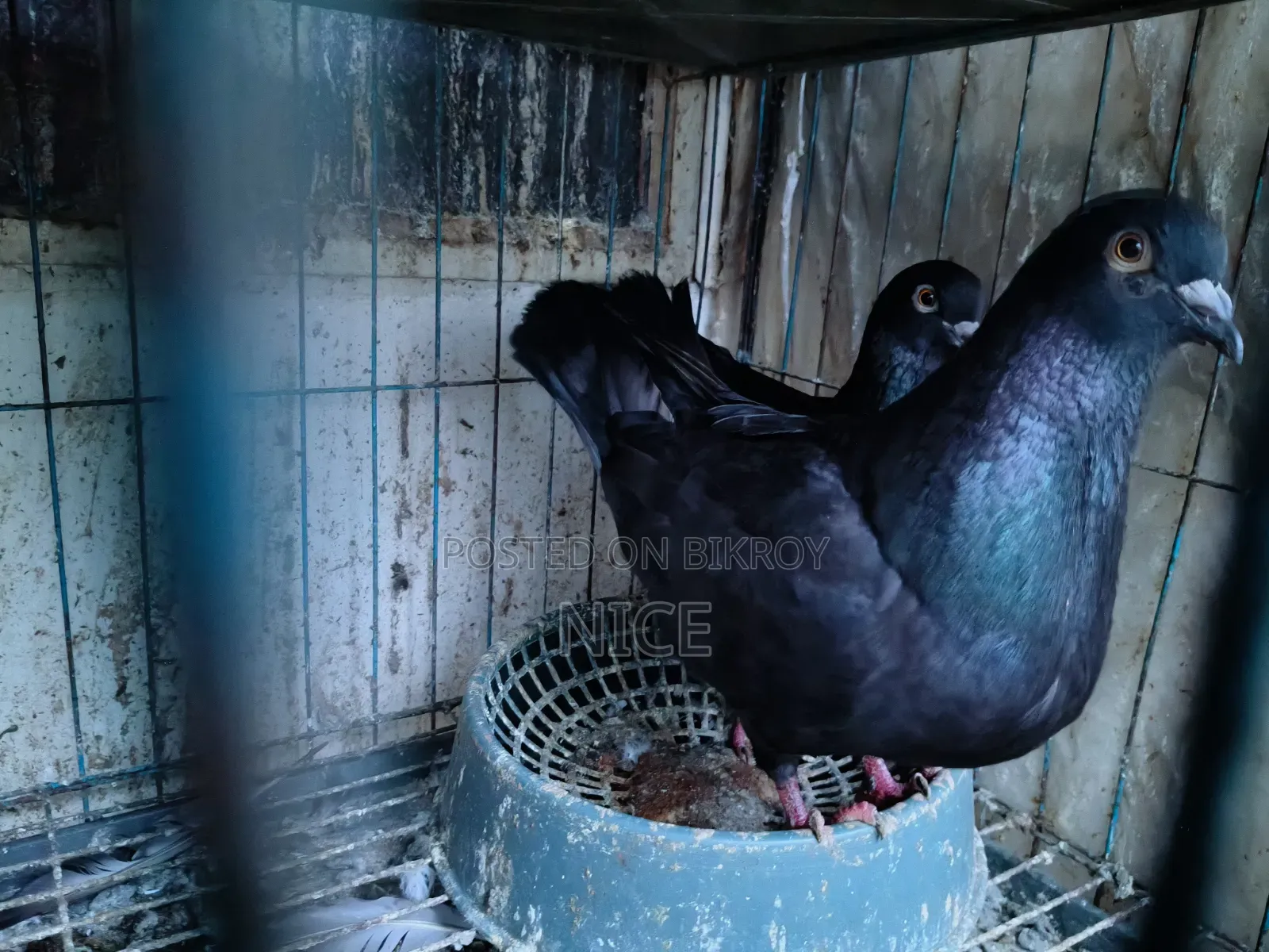 Pigeon Sale