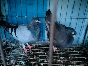 Pigeon Sale