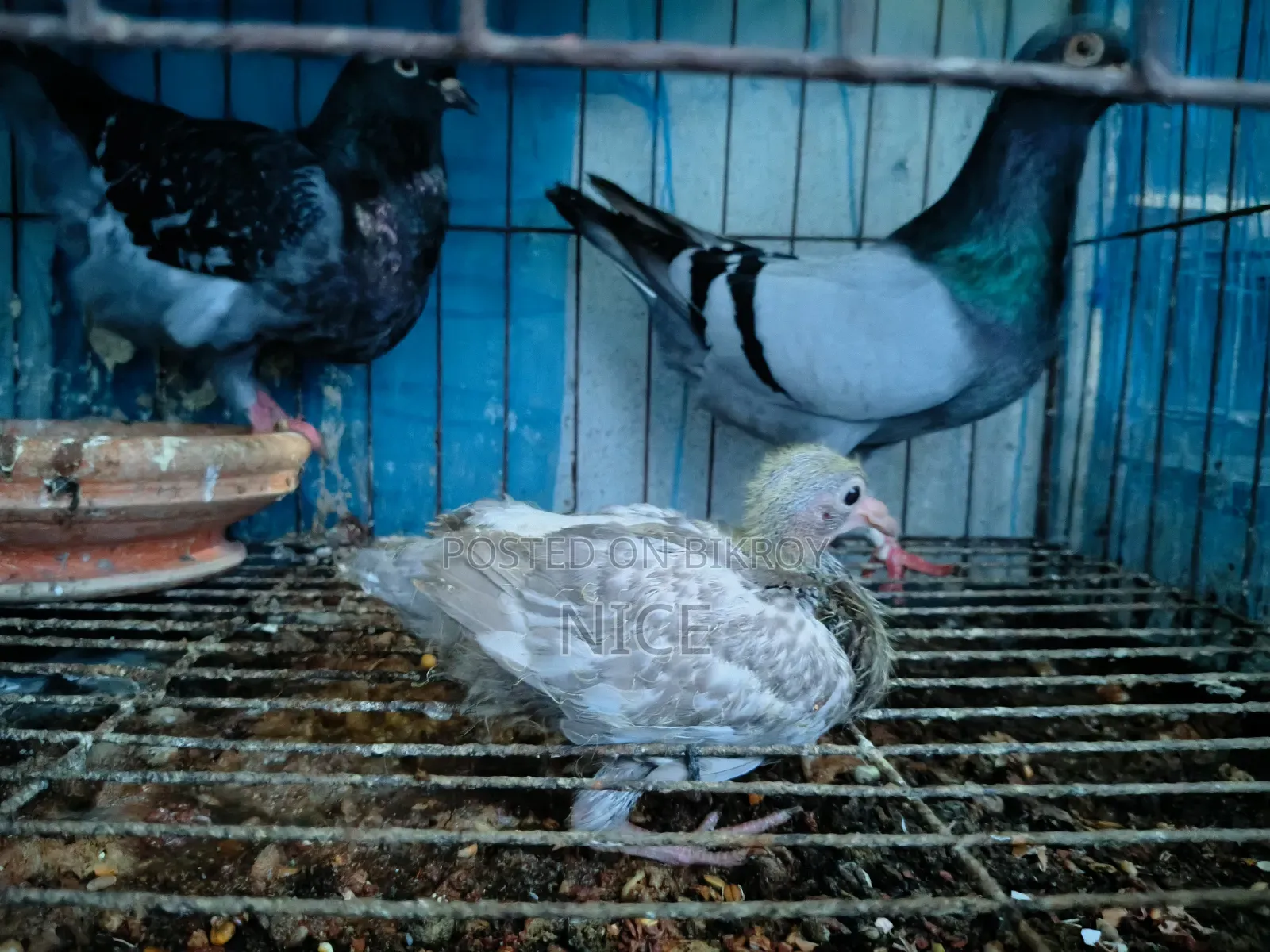Pigeon Sale