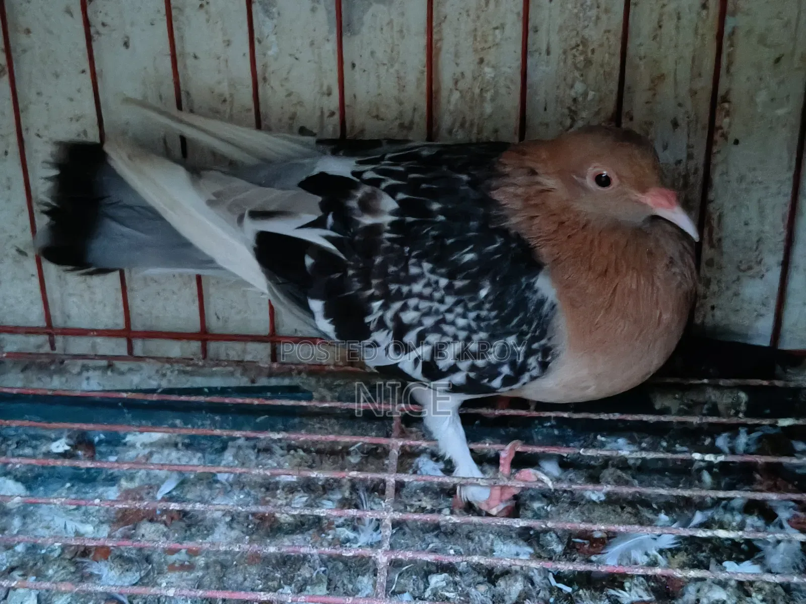 Pigeon Sale