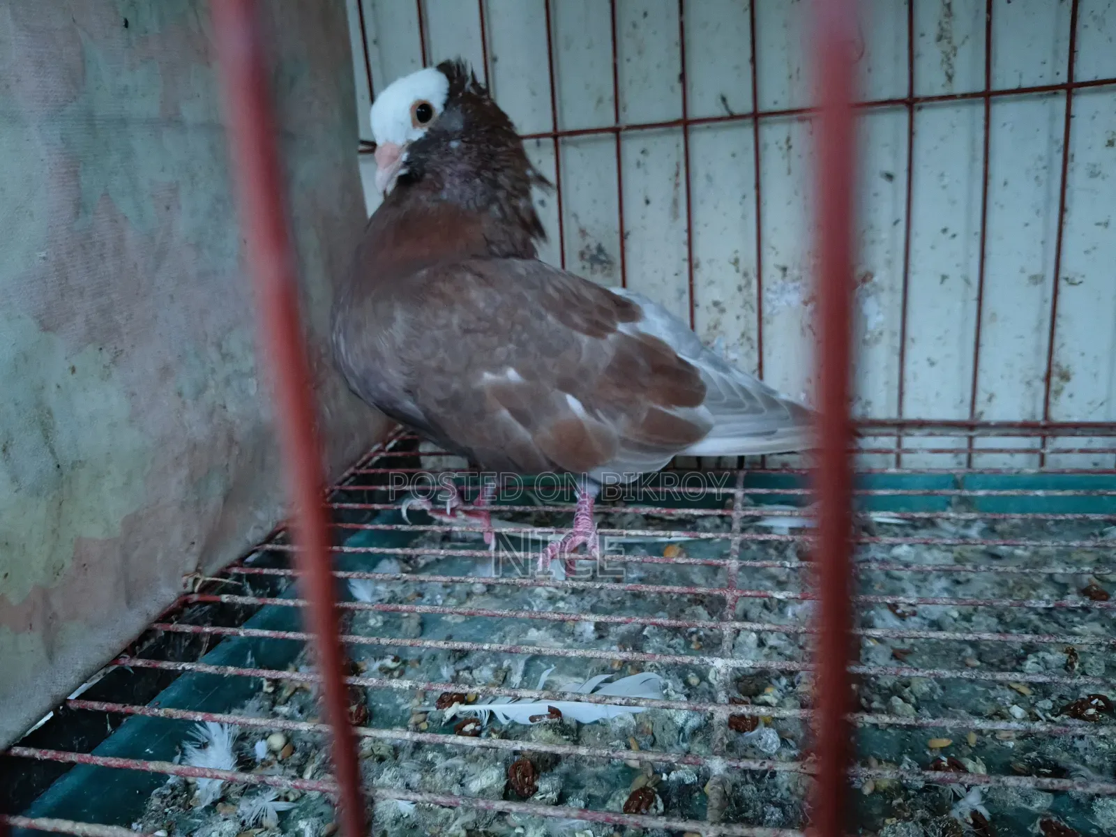 Pigeon Sale