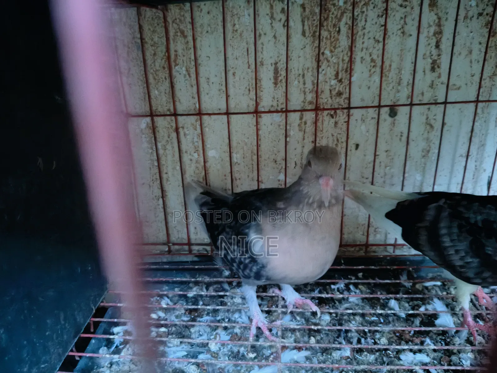 Pigeon Sale