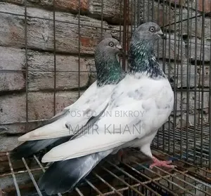 গিরিবাজ কবুতর।
