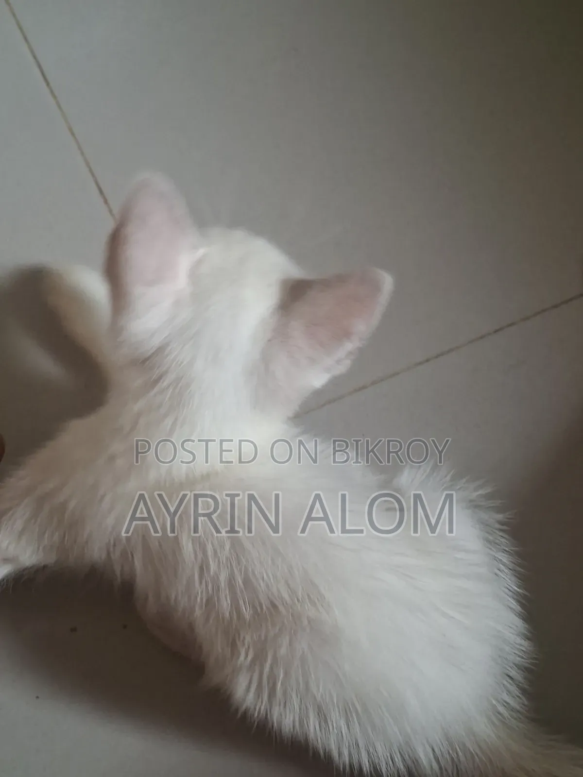 1-3 months Male Mixed Breed Persian