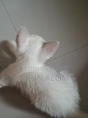 1-3 months Male Mixed Breed Persian