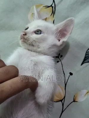 1-3 months Male Mixed Breed Persian