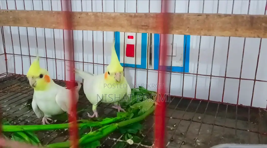 কোকাটেল লুটিনো রেড আই মাস্টার পেয়ার