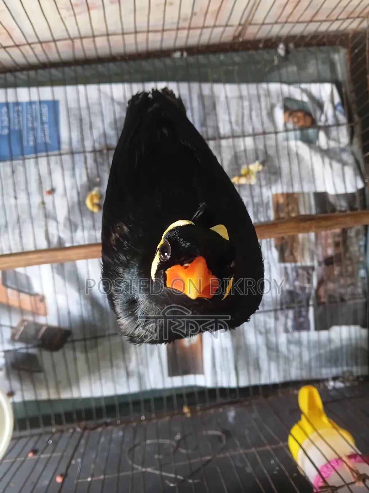 Talking Myna Bird