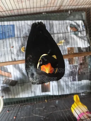 Talking Myna Bird