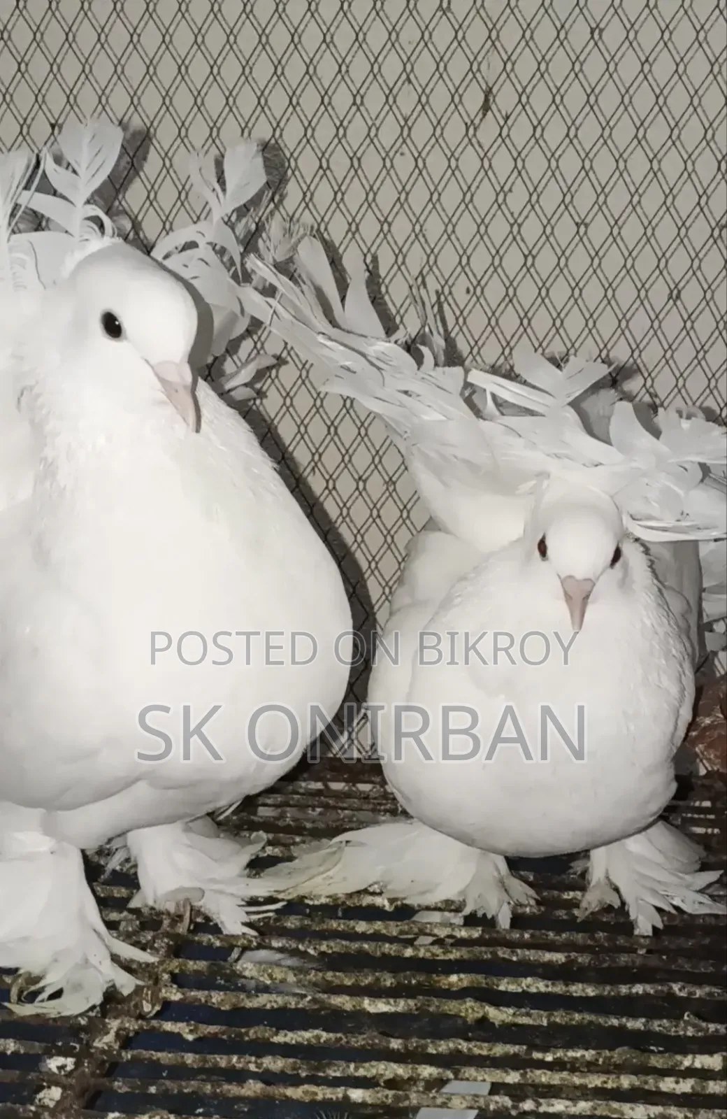 একজোড়া টেল মার্ক ফাউন্টেন এবং একজোড়া ইন্ডিয়ান লক্ষা বিক্রি হবে