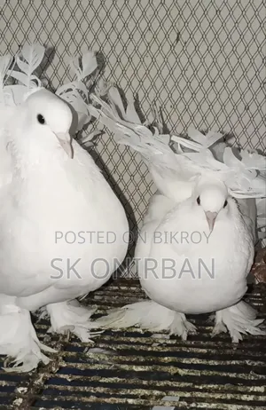 একজোড়া টেল মার্ক ফাউন্টেন এবং একজোড়া ইন্ডিয়ান লক্ষা বিক্রি হবে