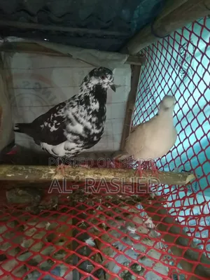 অস্ট্রেলিয়ান ঘুঘুর সঙ্গে কবুতর জোড়া