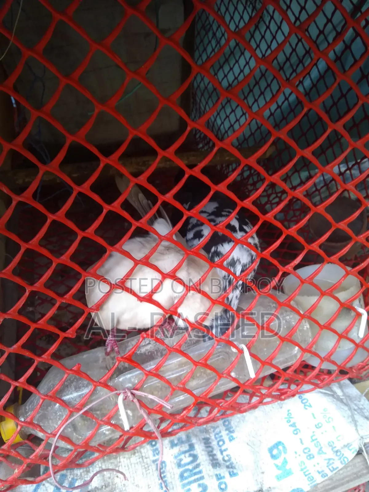 অস্ট্রেলিয়ান ঘুঘুর সঙ্গে কবুতর জোড়া