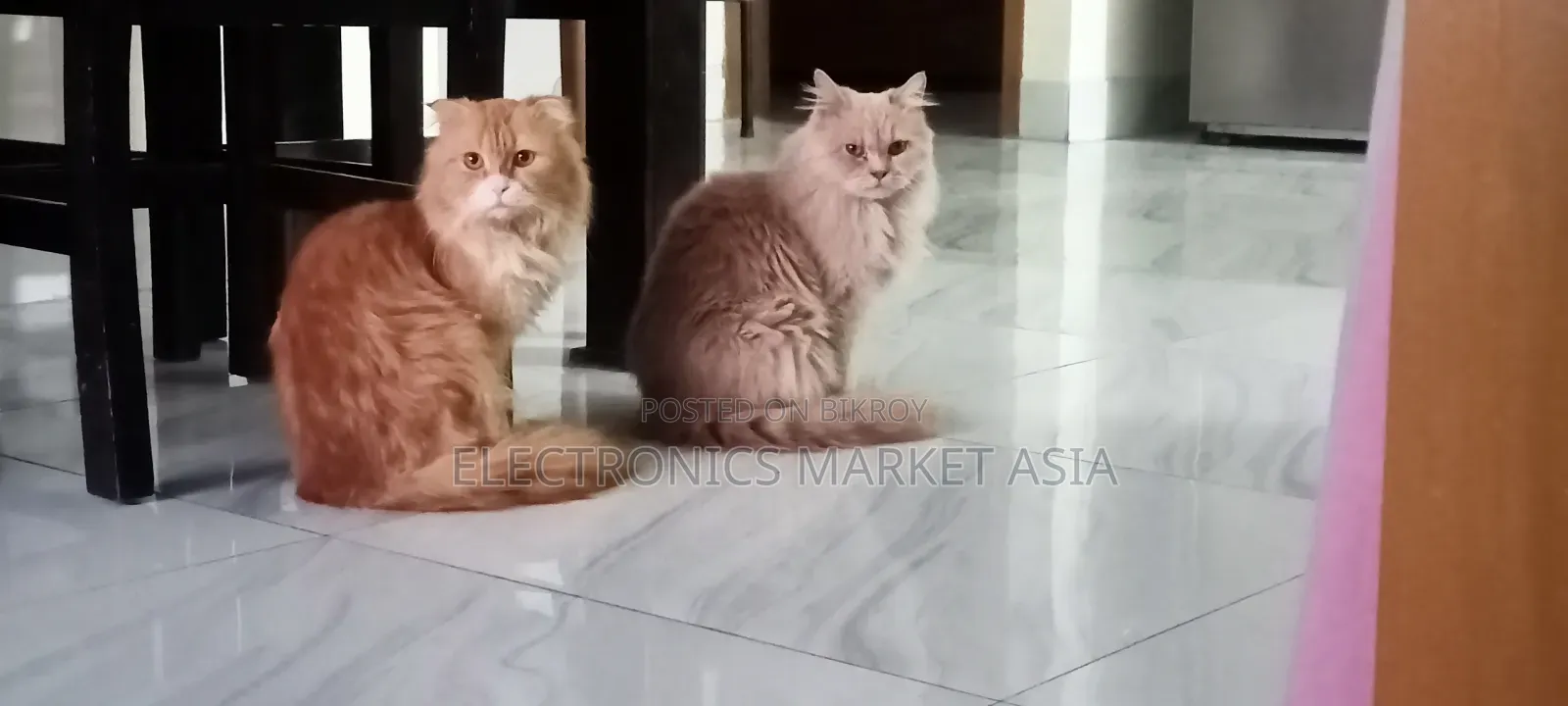 ১+ বছরের ফিমেল পিওরব্রেড পার্সিয়ান বিড়াল